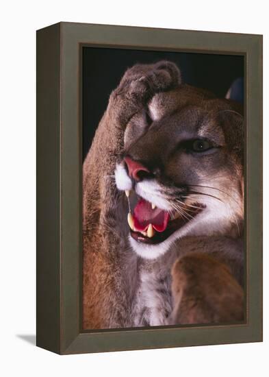 Cougar Rubbing its Head-DLILLC-Framed Premier Image Canvas