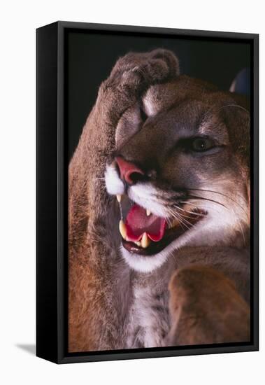 Cougar Rubbing its Head-DLILLC-Framed Premier Image Canvas