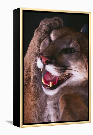 Cougar Rubbing its Head-DLILLC-Framed Premier Image Canvas