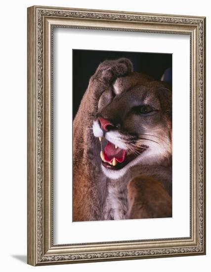 Cougar Rubbing its Head-DLILLC-Framed Photographic Print