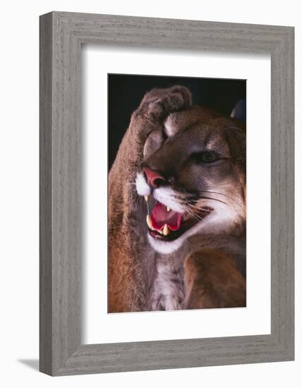 Cougar Rubbing its Head-DLILLC-Framed Photographic Print