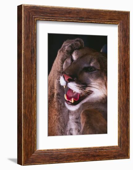 Cougar Rubbing its Head-DLILLC-Framed Photographic Print