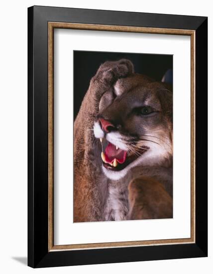 Cougar Rubbing its Head-DLILLC-Framed Photographic Print