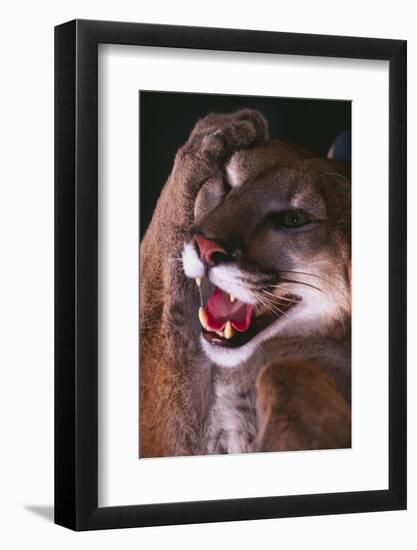 Cougar Rubbing its Head-DLILLC-Framed Photographic Print