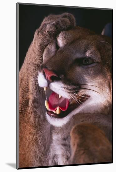 Cougar Rubbing its Head-DLILLC-Mounted Photographic Print