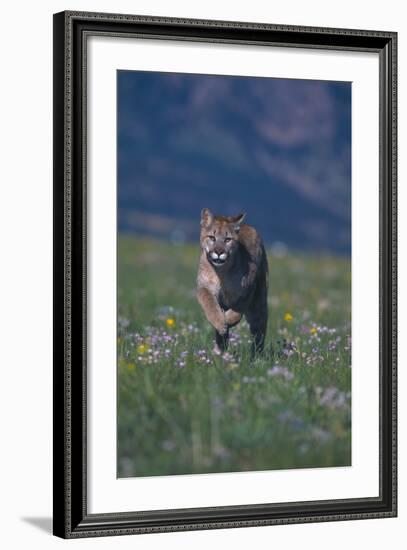 Cougar Running through Meadow-DLILLC-Framed Photographic Print