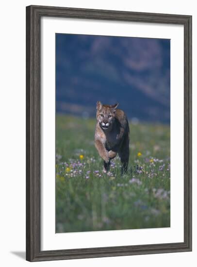 Cougar Running through Meadow-DLILLC-Framed Photographic Print