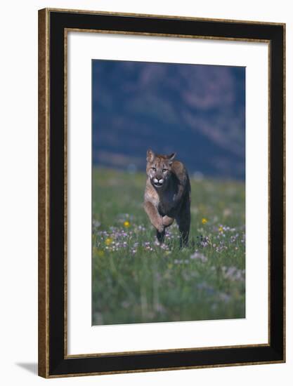 Cougar Running through Meadow-DLILLC-Framed Photographic Print