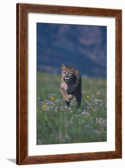 Cougar Running through Meadow-DLILLC-Framed Photographic Print