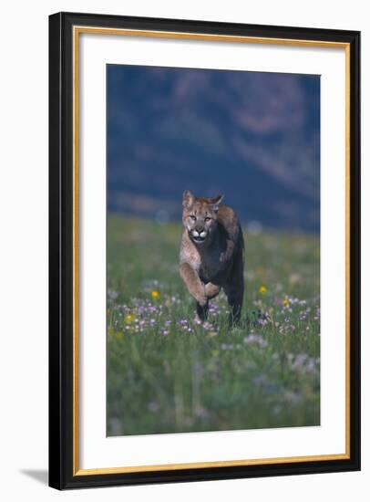 Cougar Running through Meadow-DLILLC-Framed Photographic Print