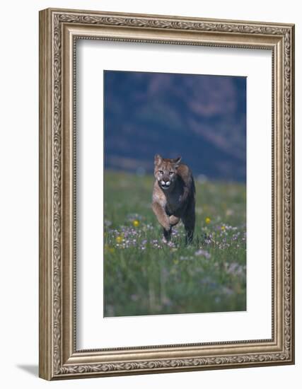 Cougar Running through Meadow-DLILLC-Framed Photographic Print