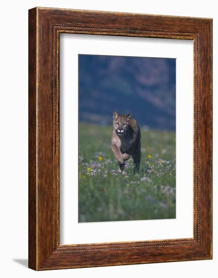 Cougar Running through Meadow-DLILLC-Framed Photographic Print