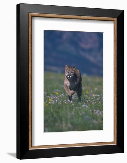 Cougar Running through Meadow-DLILLC-Framed Photographic Print