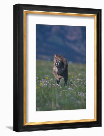 Cougar Running through Meadow-DLILLC-Framed Photographic Print