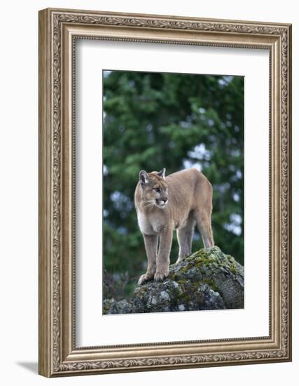 Cougar Standing on Rock-DLILLC-Framed Photographic Print