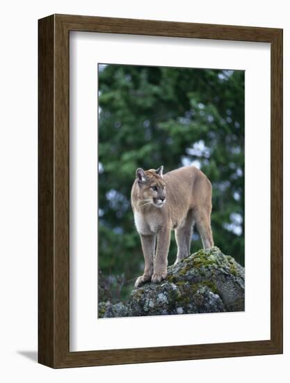 Cougar Standing on Rock-DLILLC-Framed Photographic Print