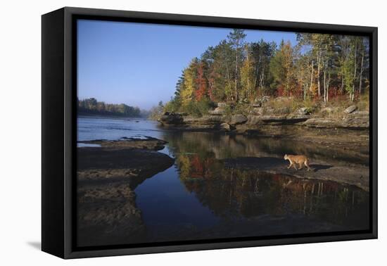 Cougar Walking along the Kettle River-W. Perry Conway-Framed Premier Image Canvas