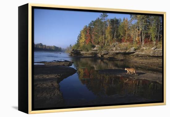 Cougar Walking along the Kettle River-W. Perry Conway-Framed Premier Image Canvas