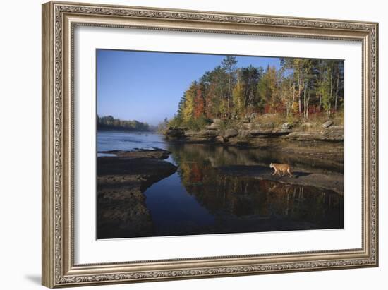 Cougar Walking along the Kettle River-W. Perry Conway-Framed Photographic Print