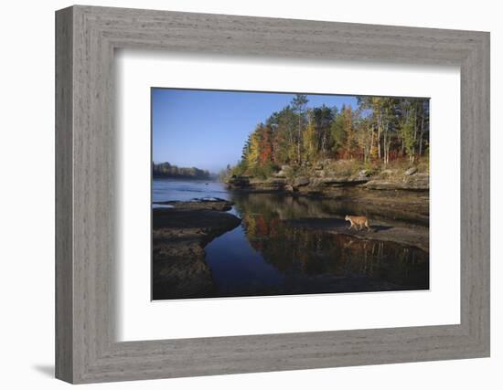 Cougar Walking along the Kettle River-W. Perry Conway-Framed Photographic Print