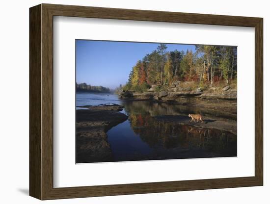 Cougar Walking along the Kettle River-W. Perry Conway-Framed Photographic Print