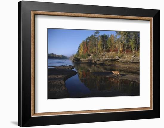 Cougar Walking along the Kettle River-W. Perry Conway-Framed Photographic Print