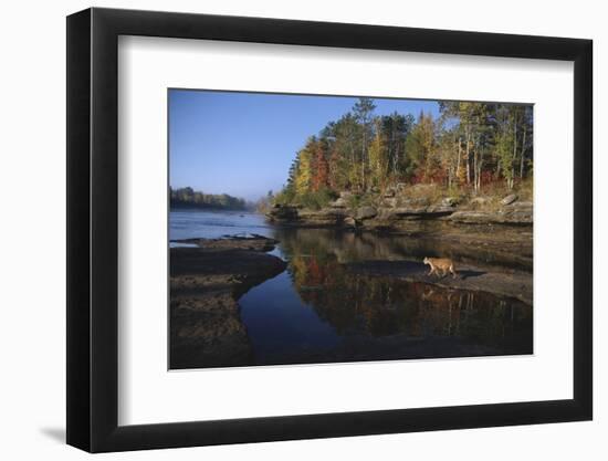Cougar Walking along the Kettle River-W. Perry Conway-Framed Photographic Print