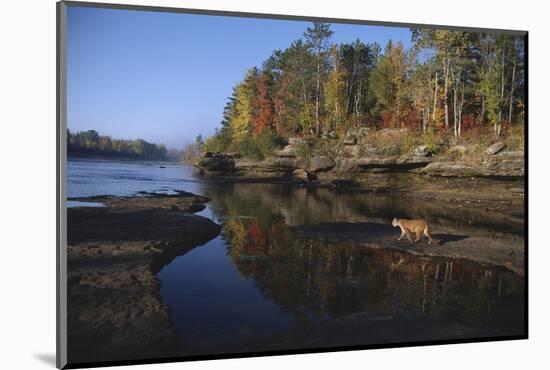 Cougar Walking along the Kettle River-W. Perry Conway-Mounted Photographic Print