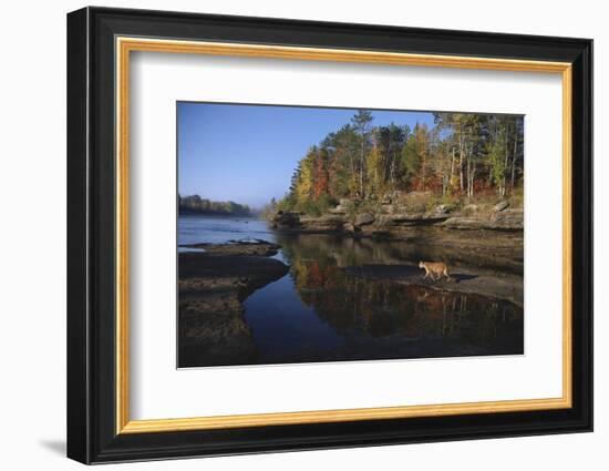 Cougar Walking along the Kettle River-W. Perry Conway-Framed Photographic Print