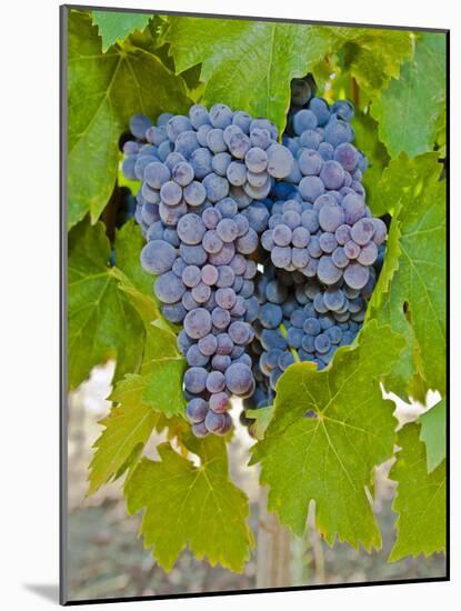 Cougar Winery Grapes I-Lee Peterson-Mounted Photographic Print