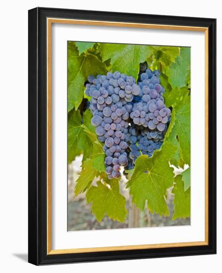 Cougar Winery Grapes I-Lee Peterson-Framed Photographic Print