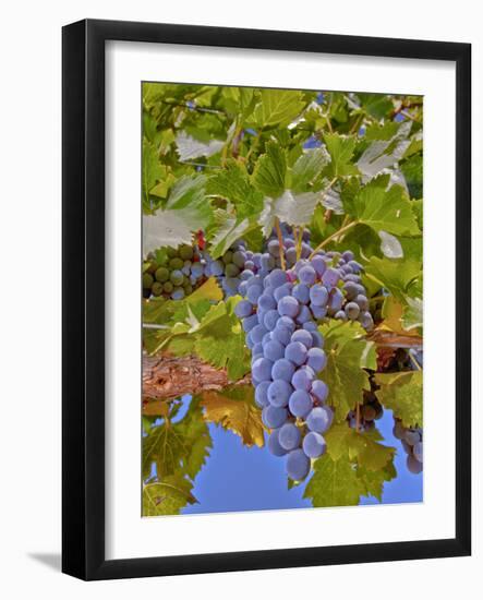 Cougar Winery Grapes II-Lee Peterson-Framed Photographic Print