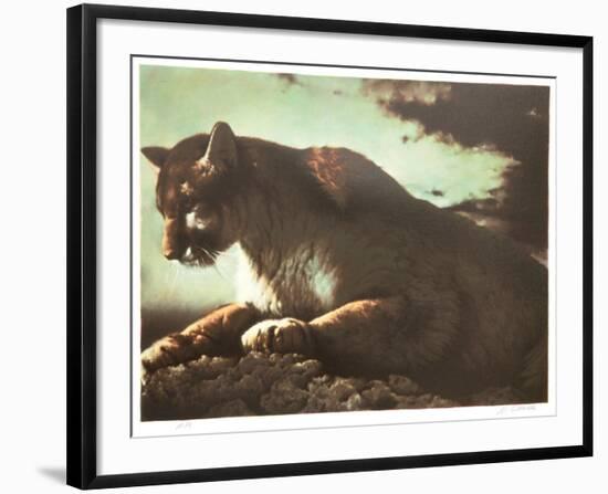 Cougar-Nancy Glazier-Framed Collectable Print