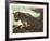 Cougar-Nancy Glazier-Framed Collectable Print