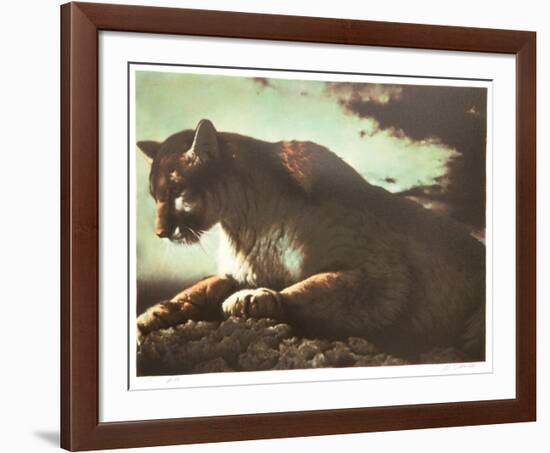 Cougar-Nancy Glazier-Framed Collectable Print