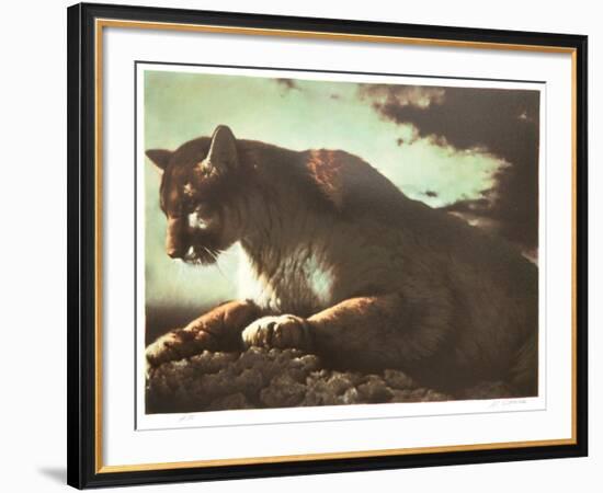 Cougar-Nancy Glazier-Framed Collectable Print