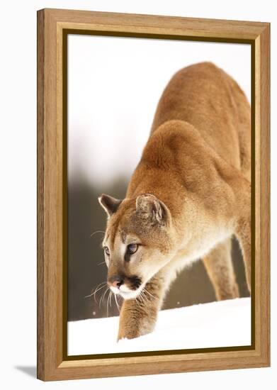 Cougar-null-Framed Premier Image Canvas