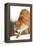 Cougar-null-Framed Premier Image Canvas