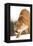 Cougar-null-Framed Premier Image Canvas