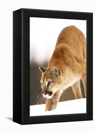 Cougar-null-Framed Premier Image Canvas