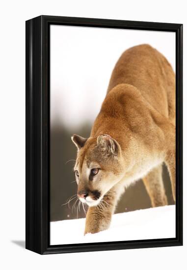 Cougar-null-Framed Premier Image Canvas