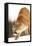 Cougar-null-Framed Premier Image Canvas