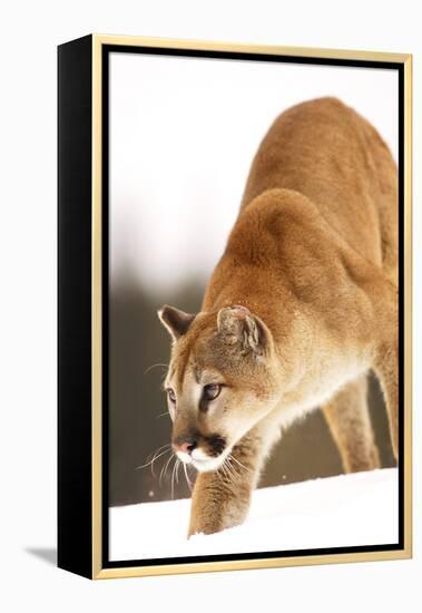 Cougar-null-Framed Premier Image Canvas