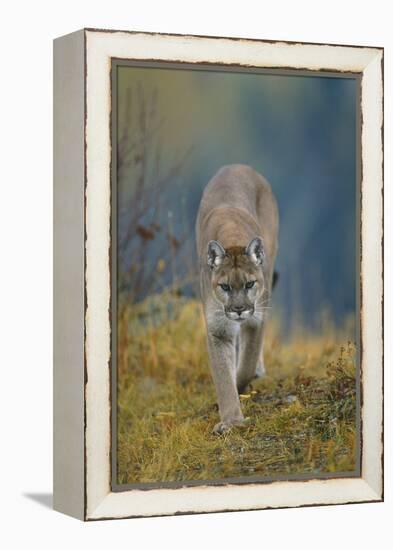 Cougar-DLILLC-Framed Premier Image Canvas