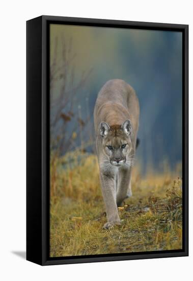 Cougar-DLILLC-Framed Premier Image Canvas