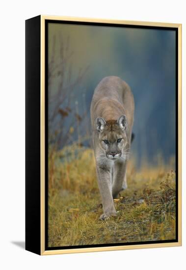 Cougar-DLILLC-Framed Premier Image Canvas