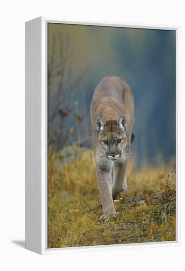 Cougar-DLILLC-Framed Premier Image Canvas