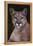 Cougar-DLILLC-Framed Premier Image Canvas