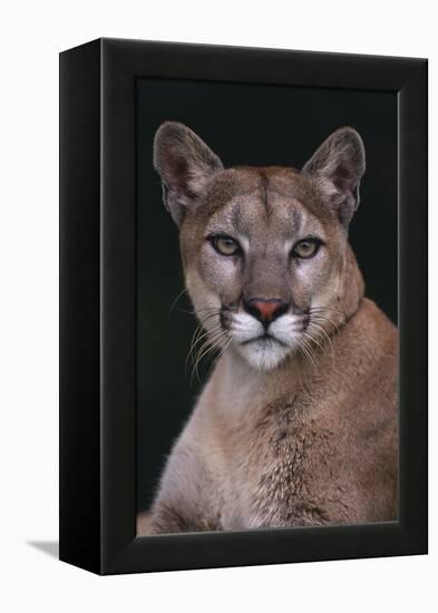 Cougar-DLILLC-Framed Premier Image Canvas