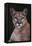 Cougar-DLILLC-Framed Premier Image Canvas